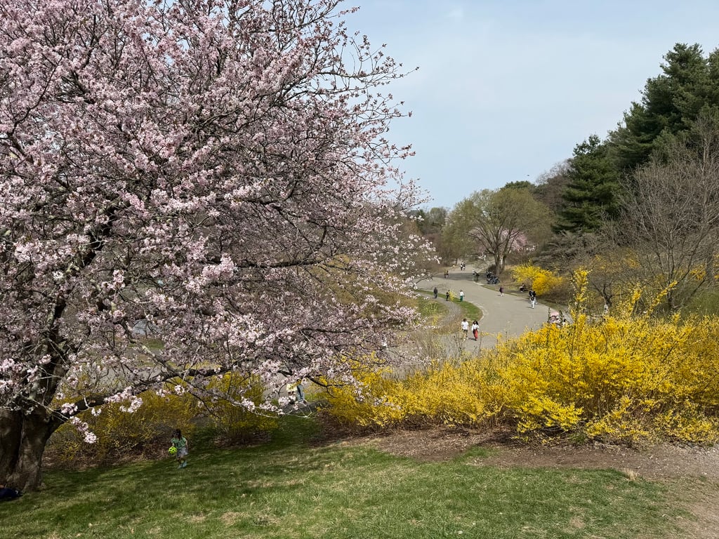 Arnold Arboretum