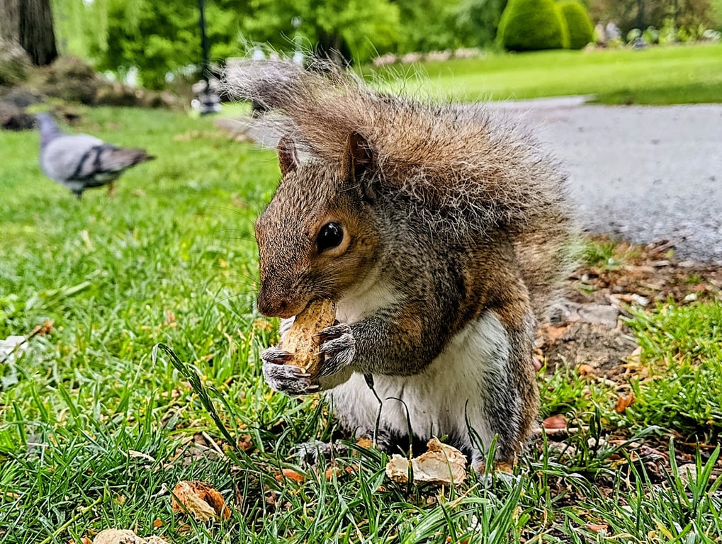 Boston Public Garden