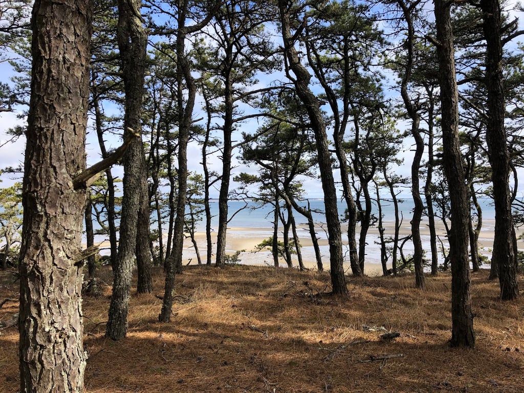 Great Island Trail