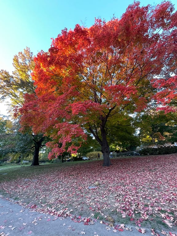 Mount Auburn Cemetery