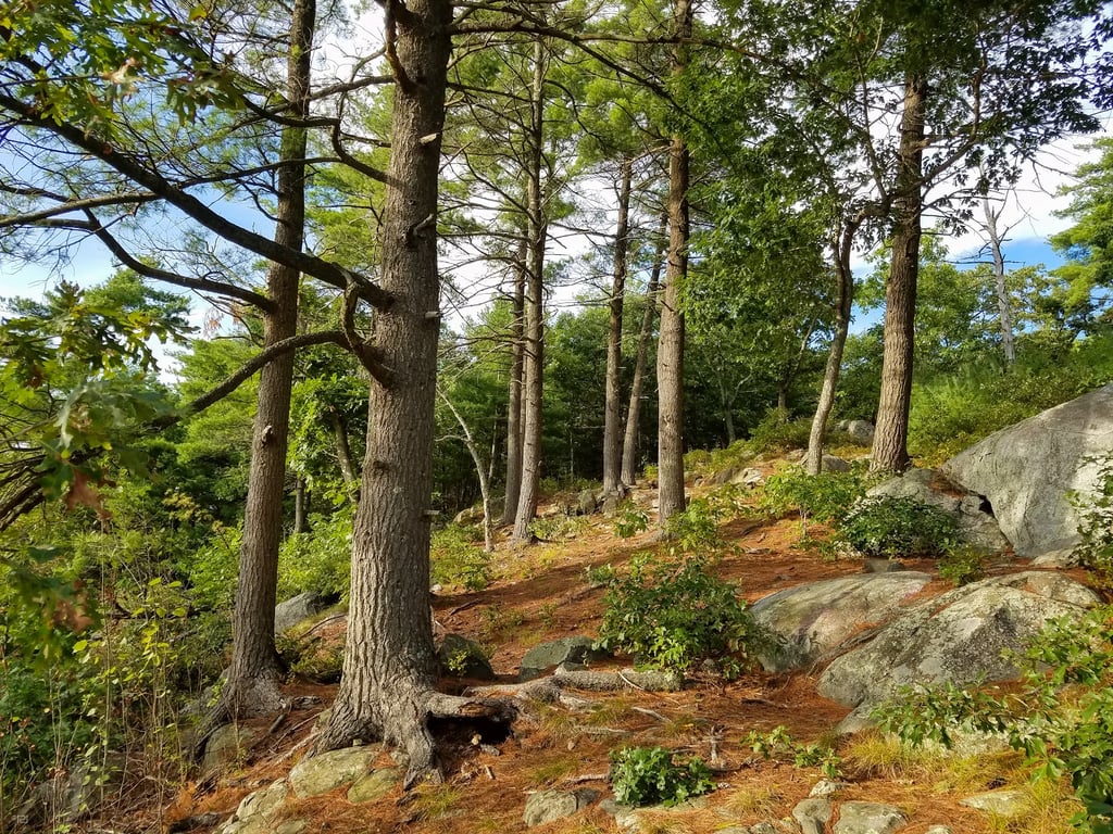 Rocky Woods Reservation