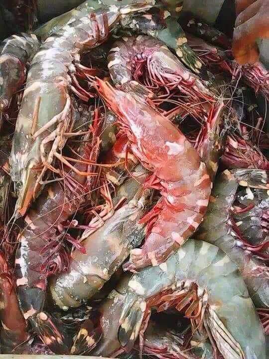 Mbour Fishing Port