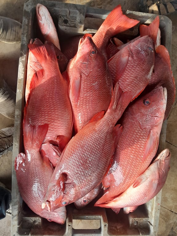 Mbour Fishing Port