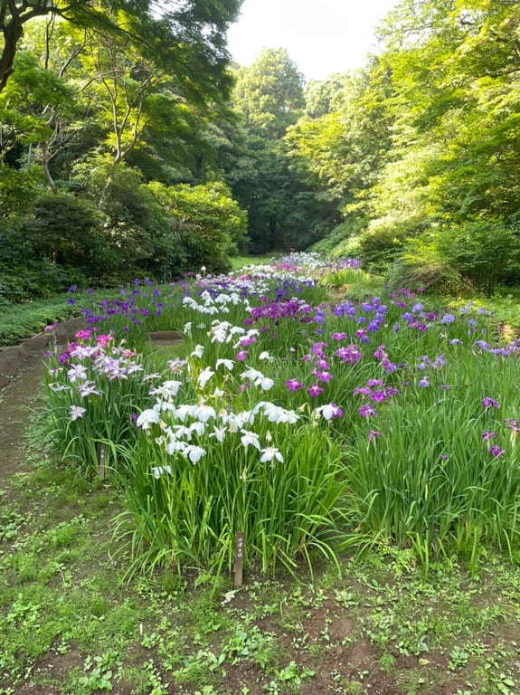 Meiji Shrine