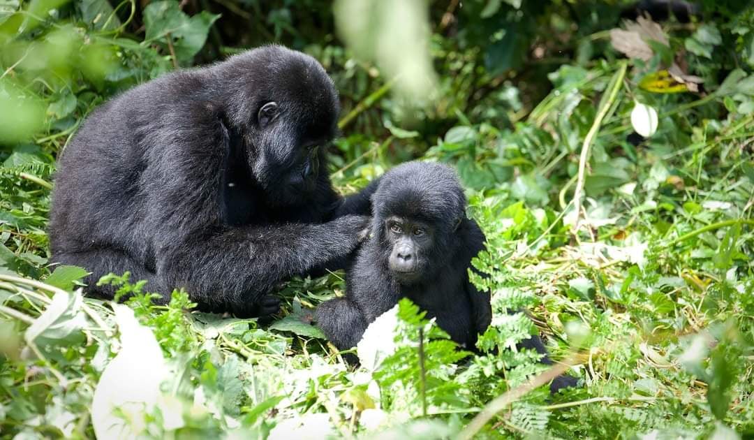 Mgahinga Gorilla National Park