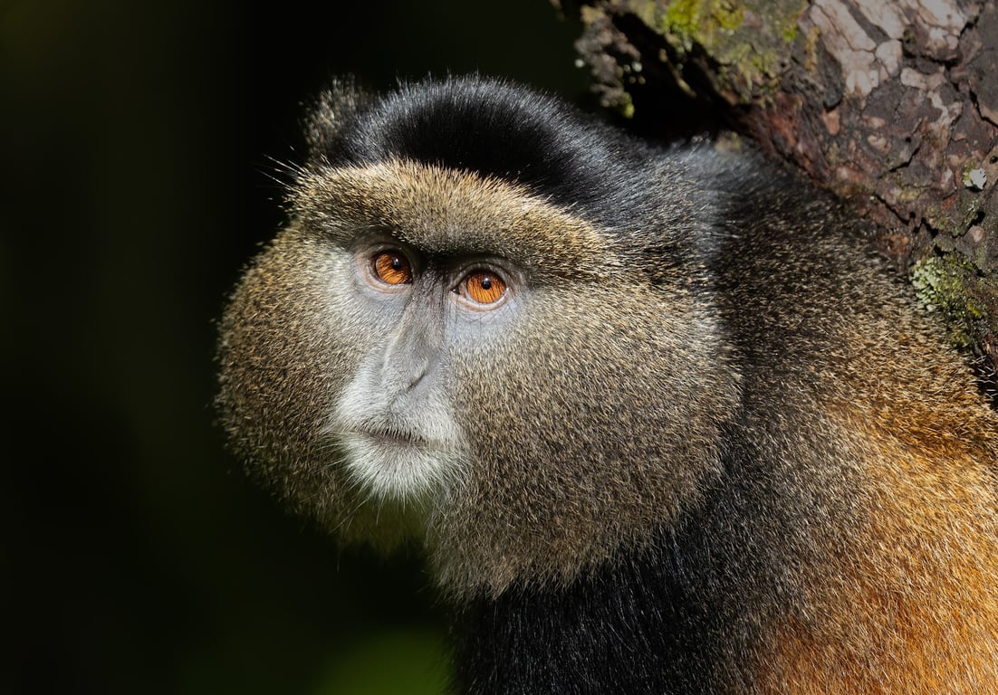 Mgahinga Gorilla National Park