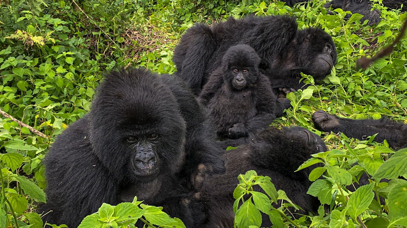 Mgahinga Gorilla National Park