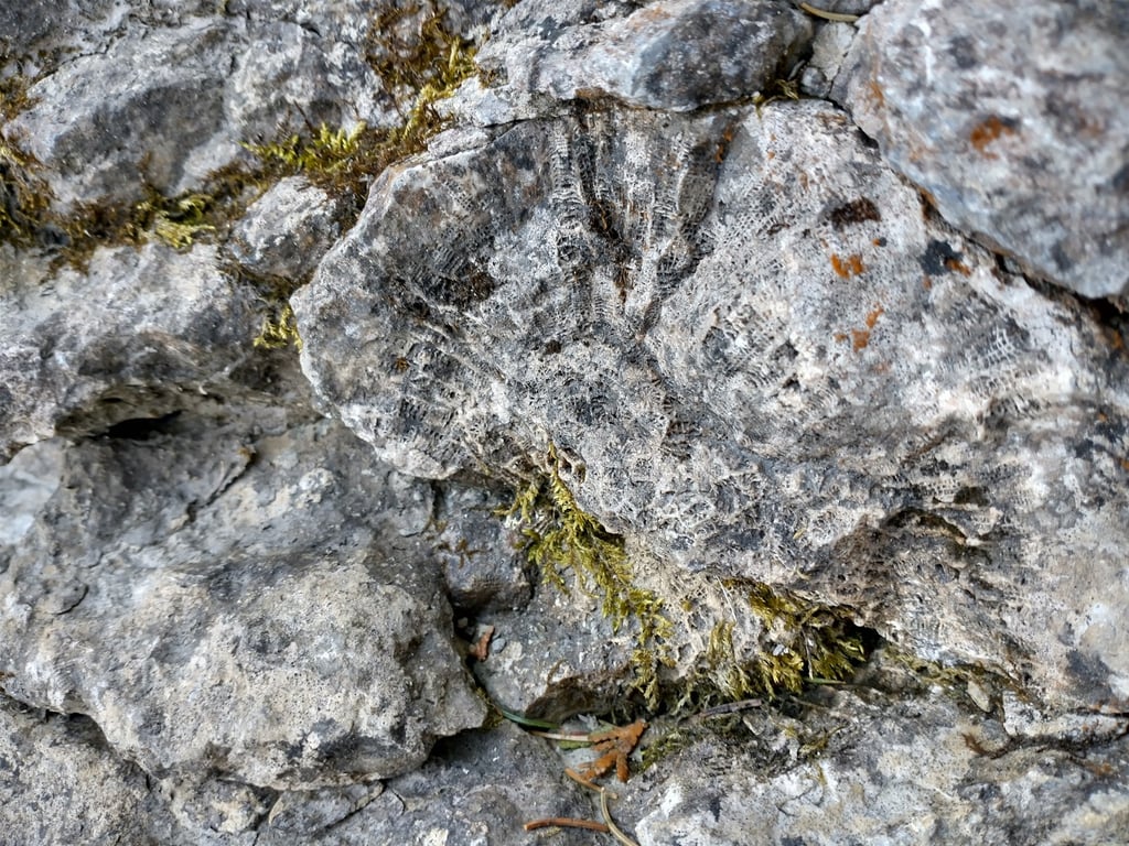 Fossil Ledges