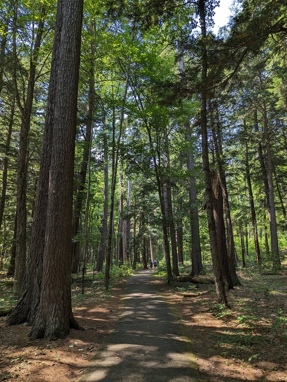 Hartwick Pines State Park