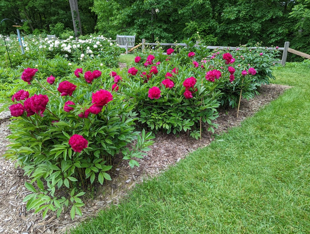 Nichols Arboretum