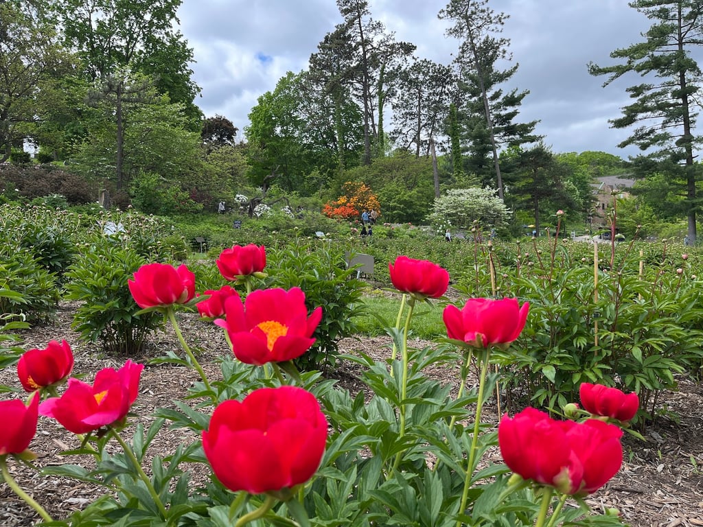 Nichols Arboretum
