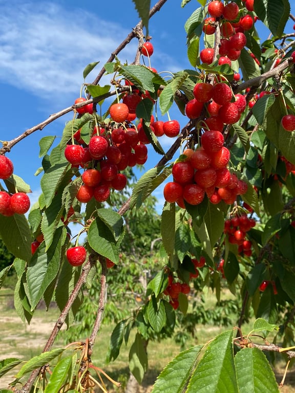 Old Mission Peninsula Cherry Orchards