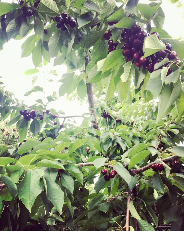 Old Mission Peninsula Cherry Orchards