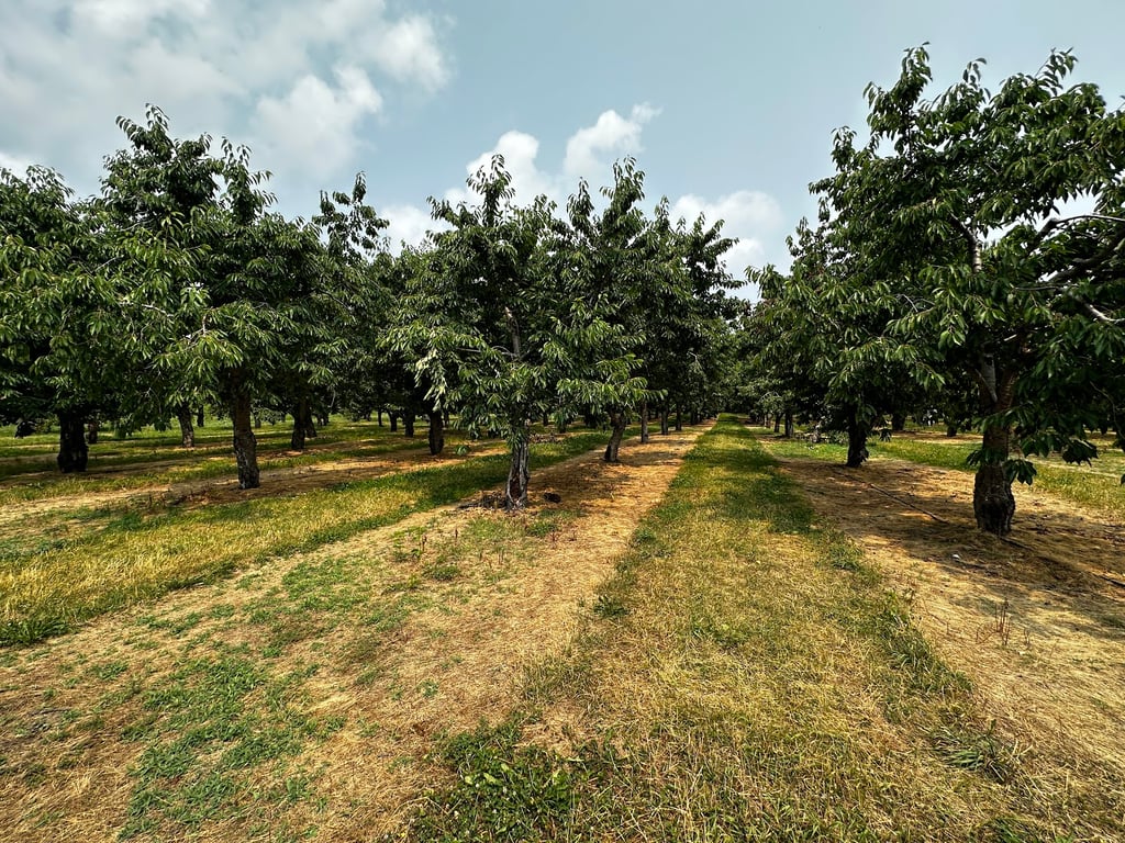 Old Mission Peninsula Cherry Orchards