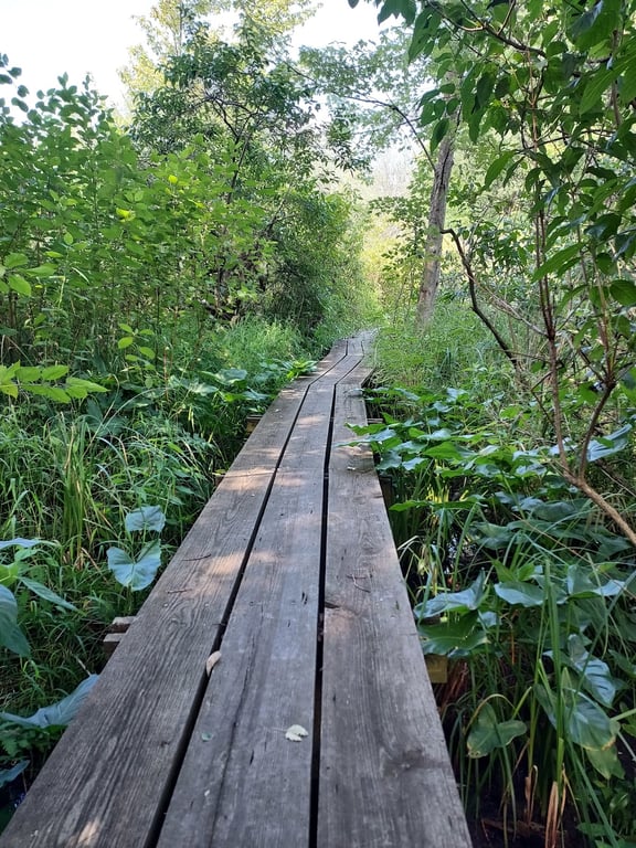 Sarett Nature Center Boardwalk