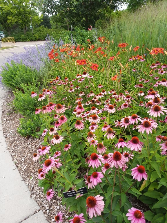 Minnesota Landscape Arboretum