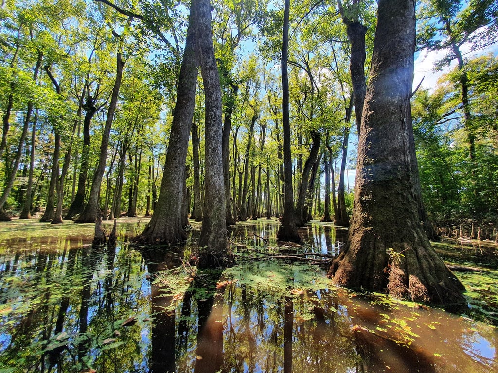 Cypress Swamp