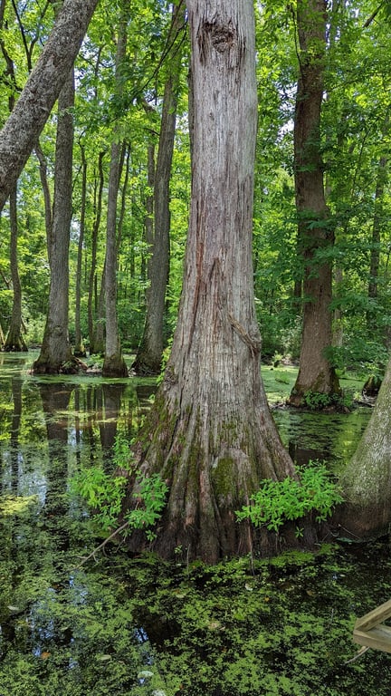 Cypress Swamp