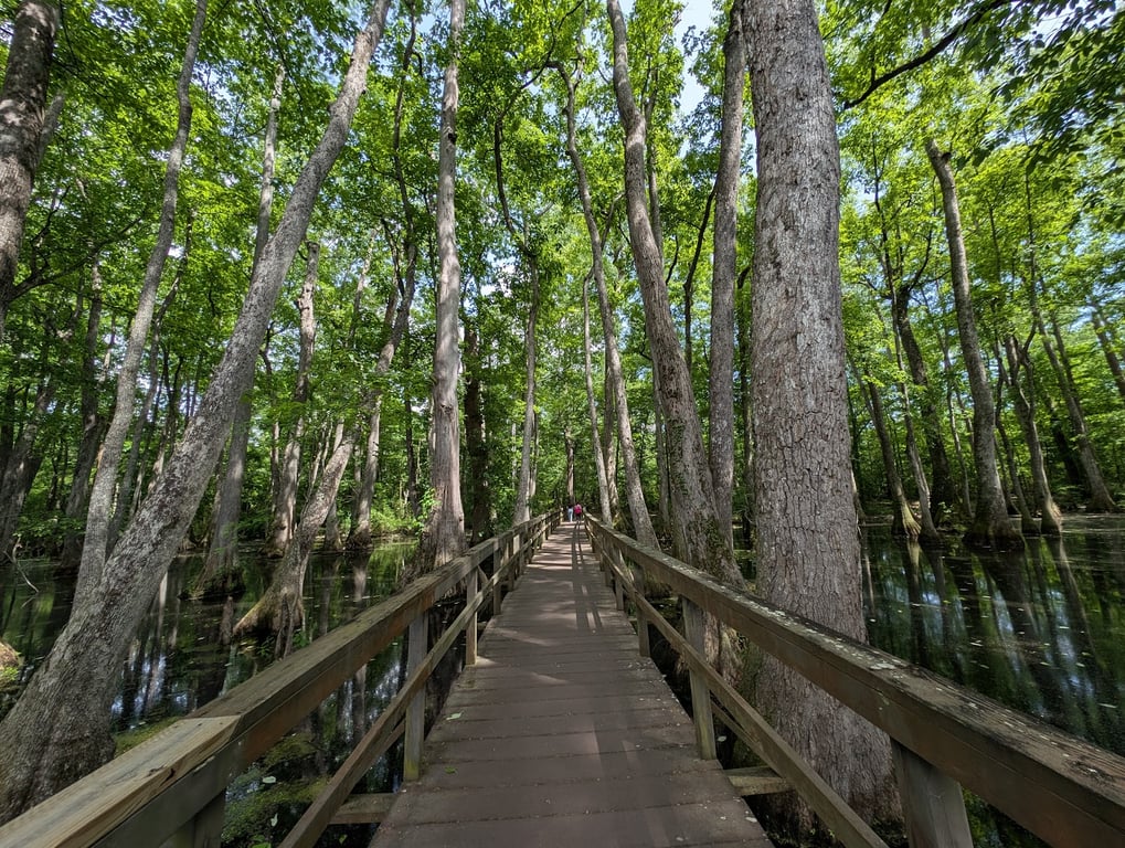 Cypress Swamp