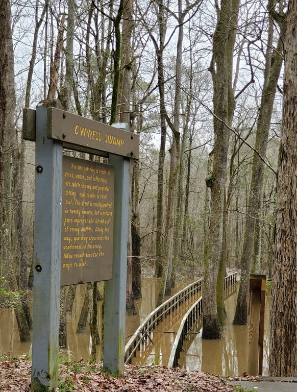 Cypress Swamp