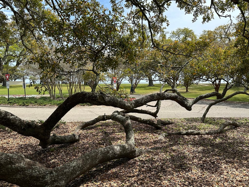 Friendship Oak Tree