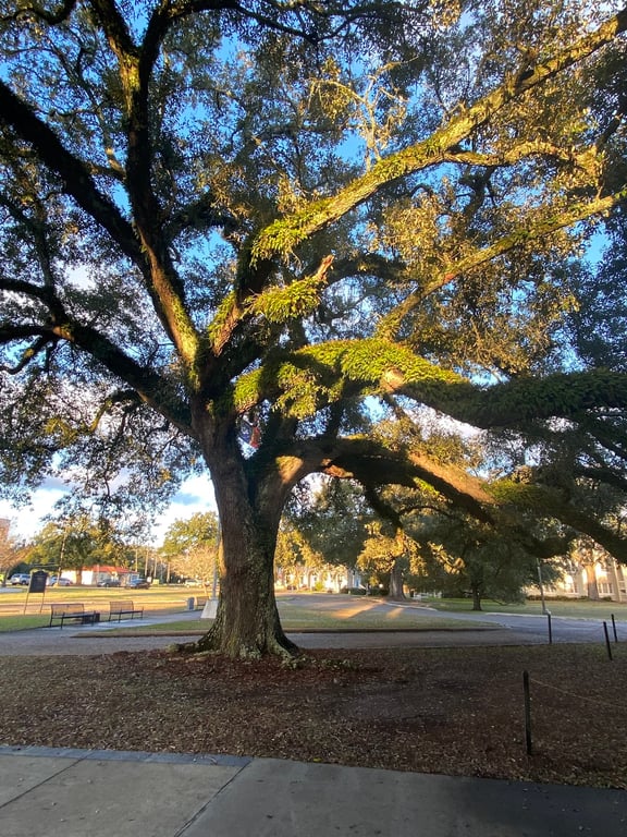 Friendship Oak Tree