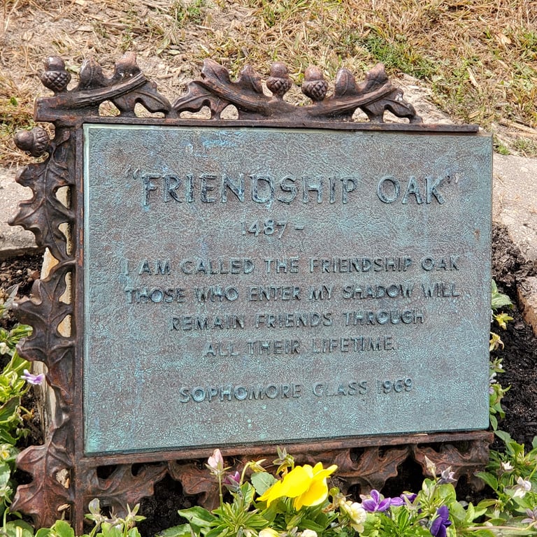Friendship Oak Tree