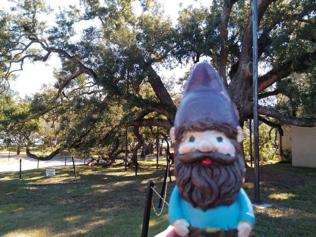 Friendship Oak Tree