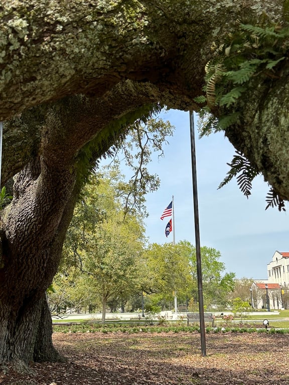 Friendship Oak Tree