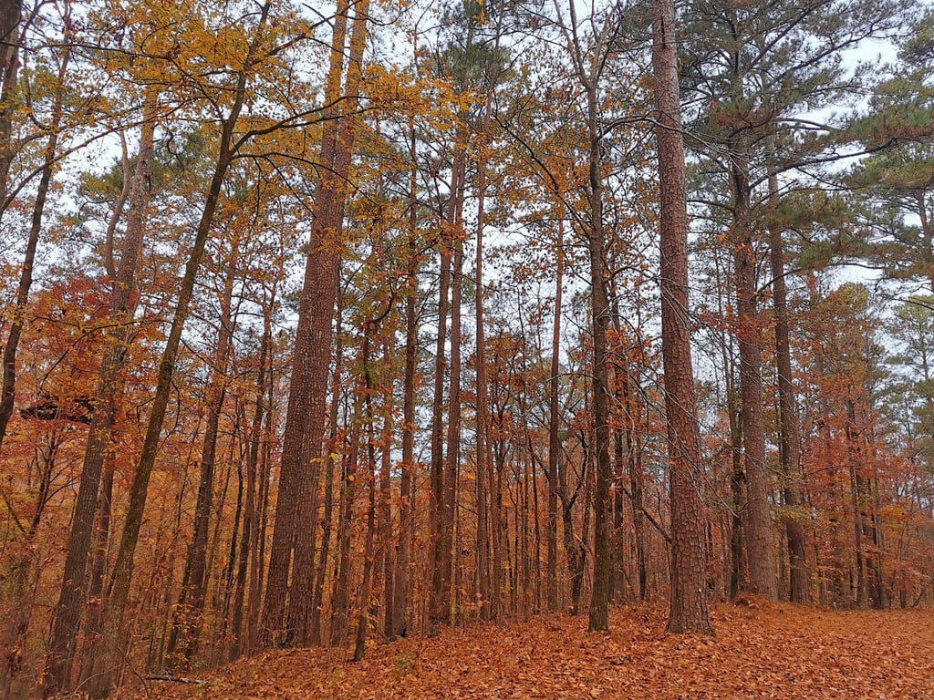Legion State Park