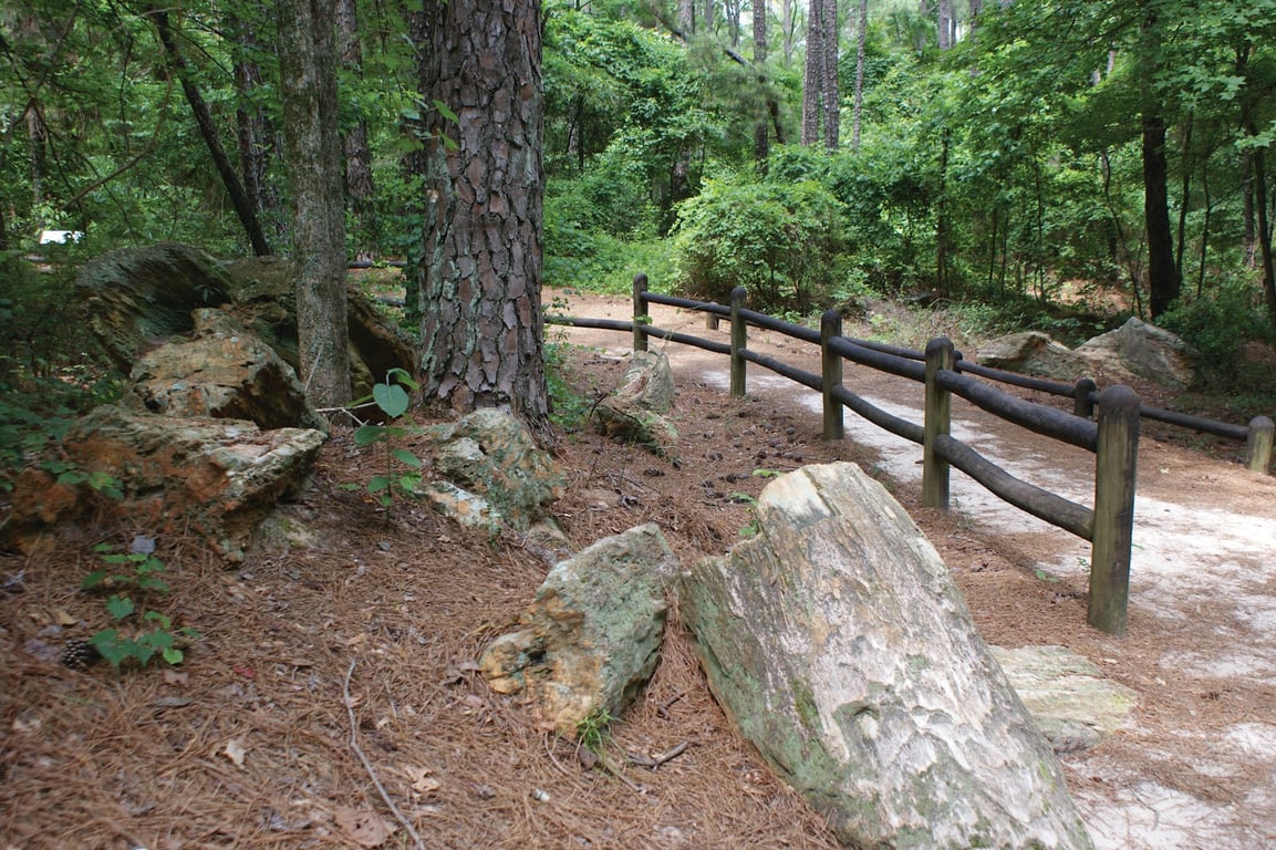 Mississippi Petrified Forest
