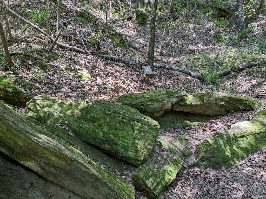 Mississippi Petrified Forest
