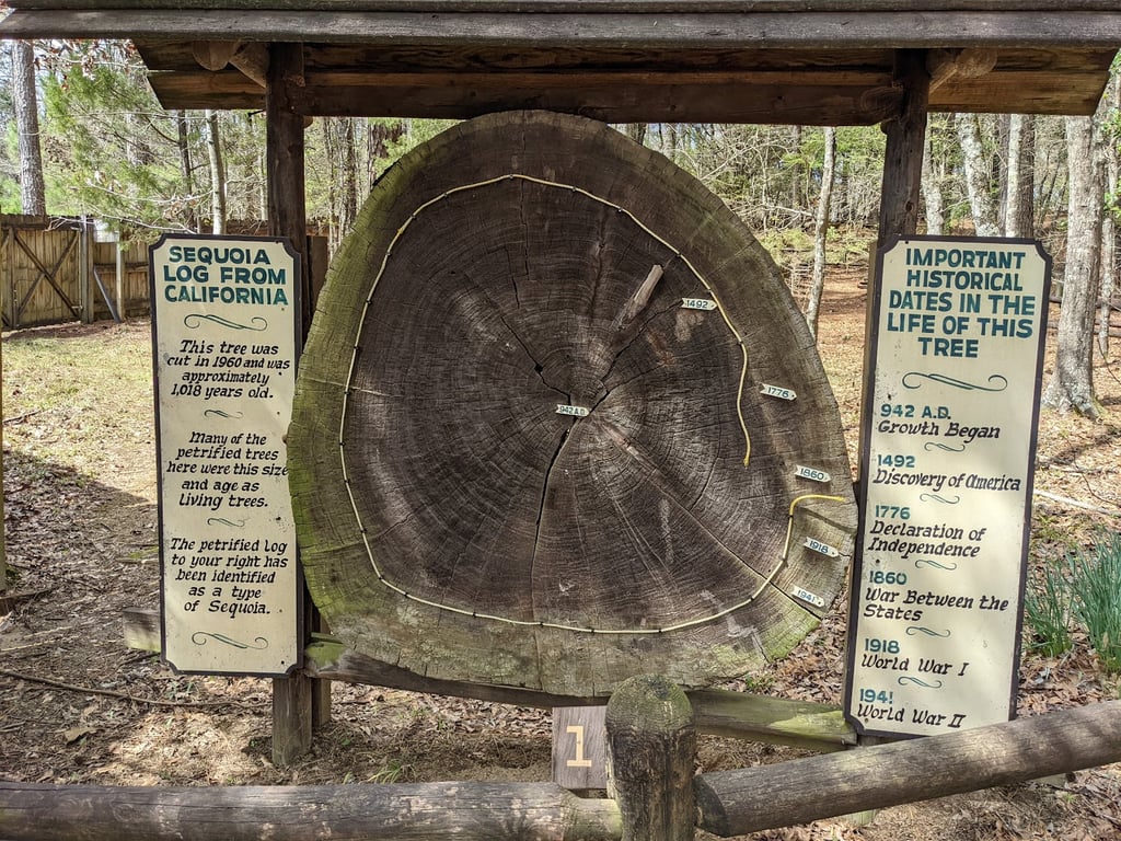 Mississippi Petrified Forest