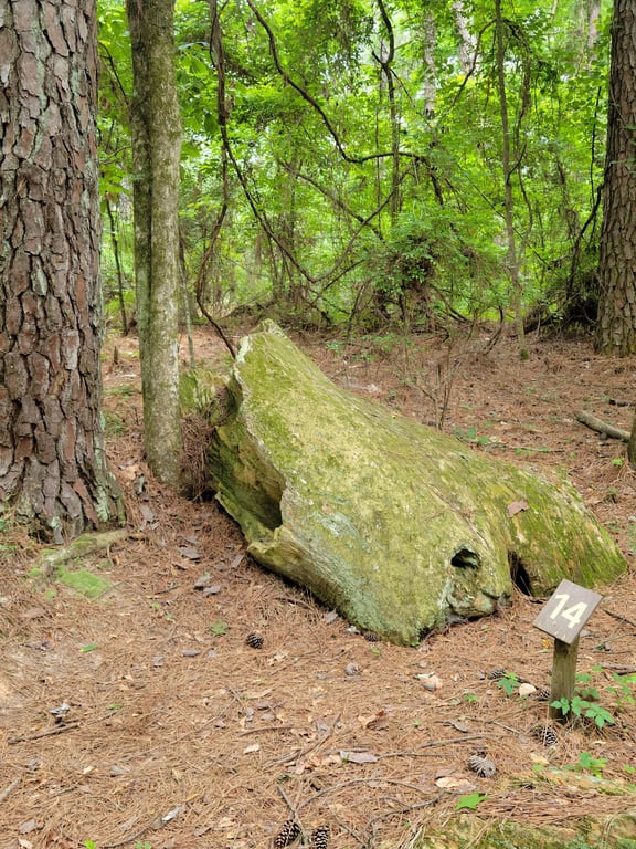Mississippi Petrified Forest