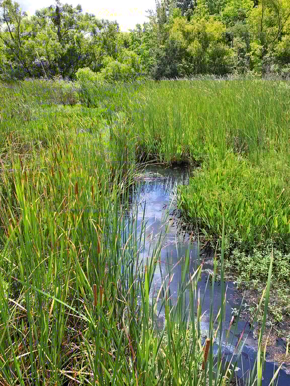 Pascagoula River Audubon Center