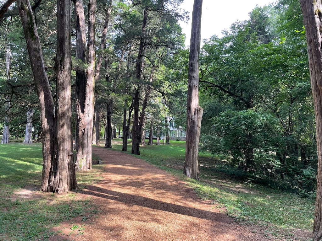 Rowan Oak