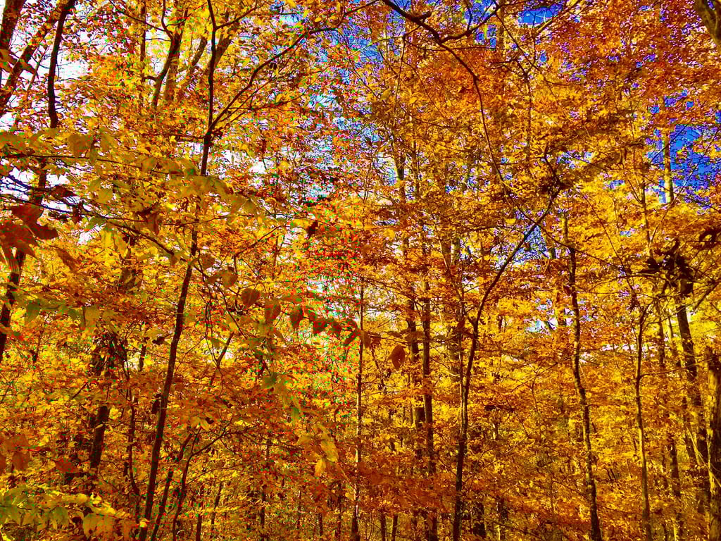 Sunken Trace