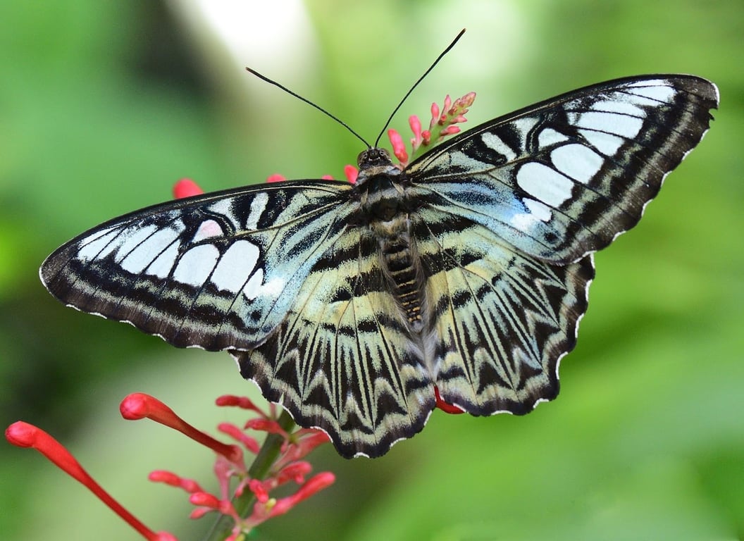 Faust Park Butterfly House