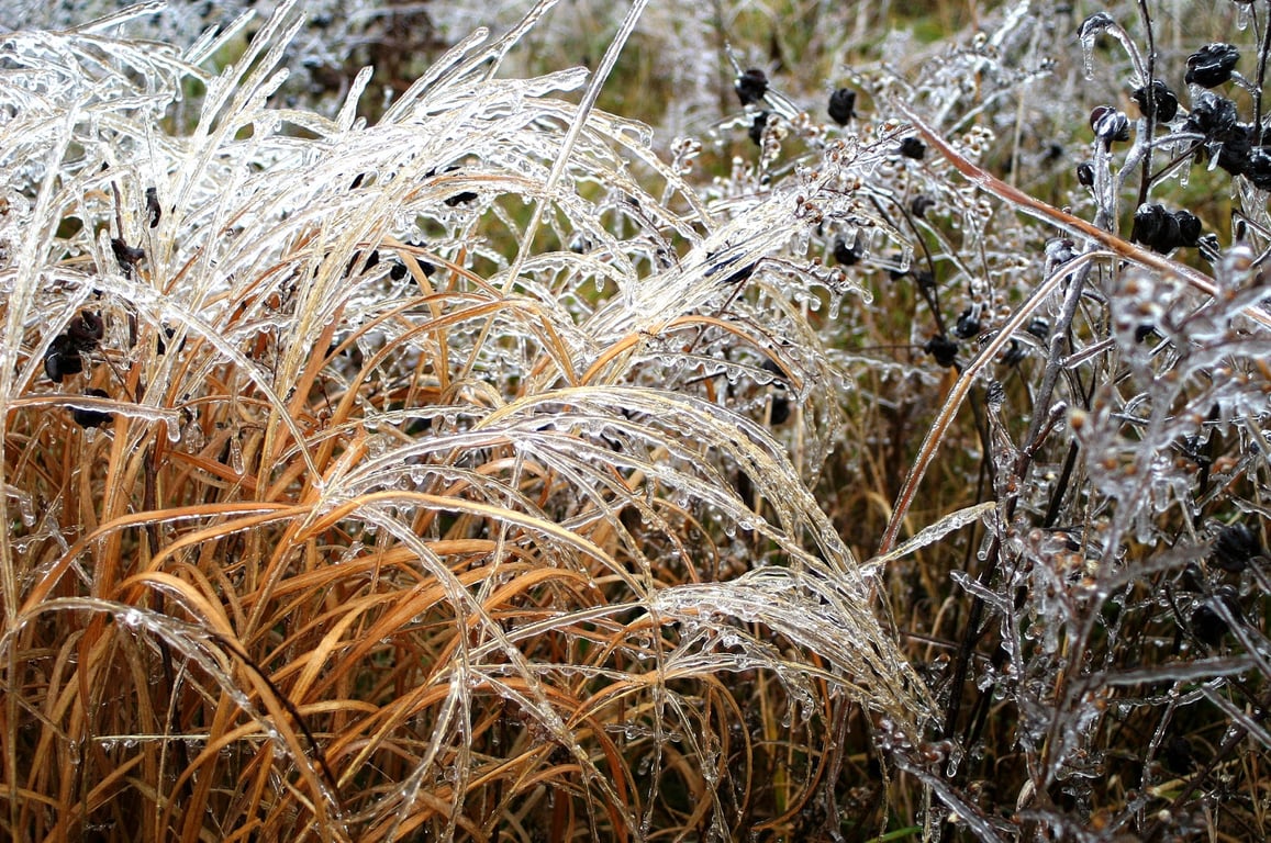 Shaw Nature Reserve