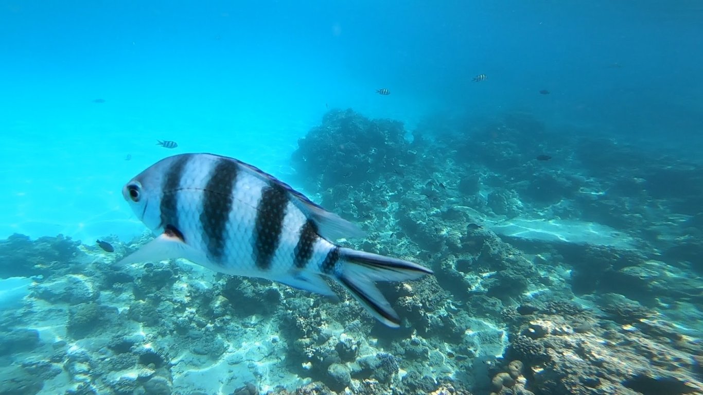 Mnemba Atoll