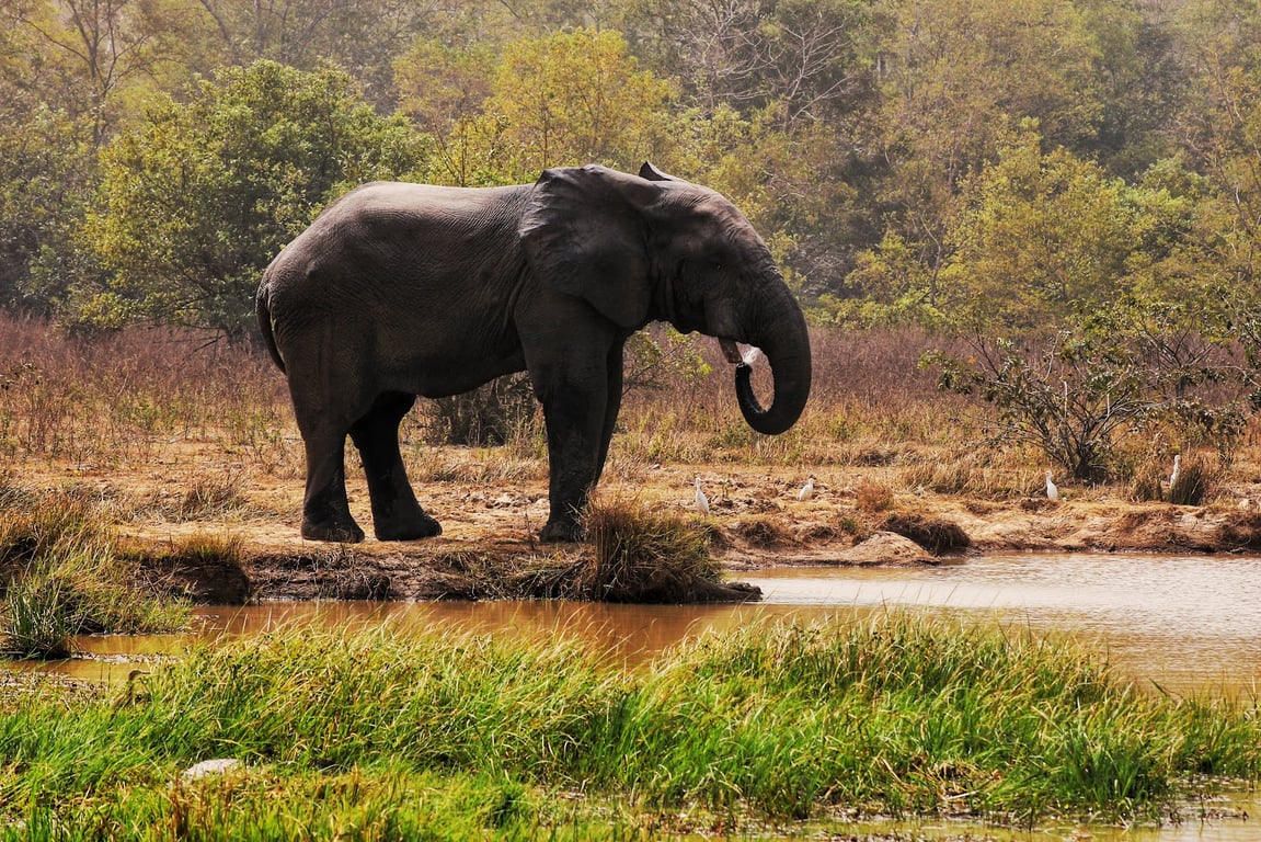 Mole National Park