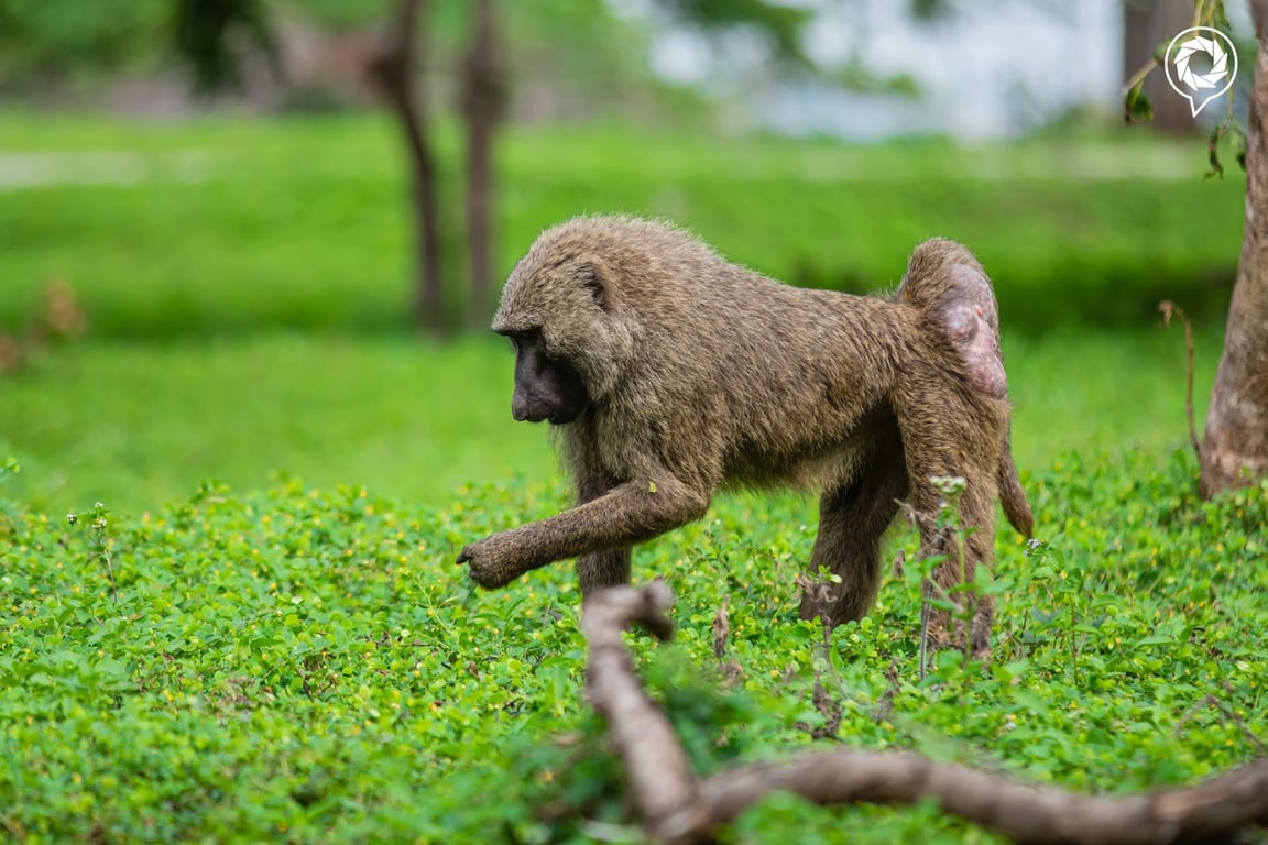 Mole National Park