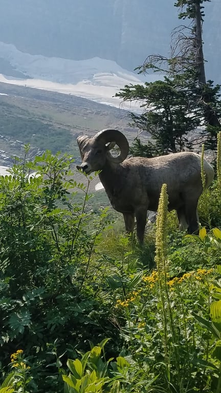 Grinnell Glacier Trail