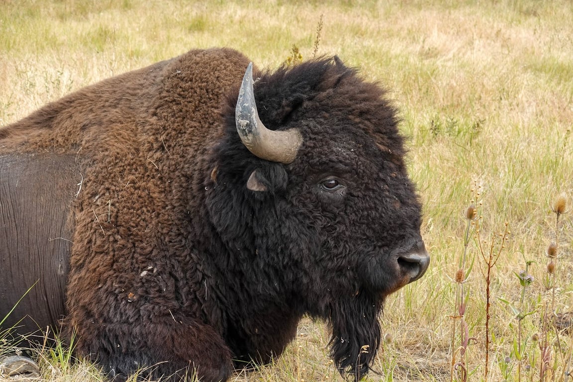 National Bison Range