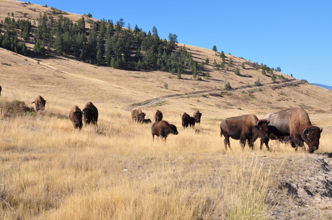 National Bison Range