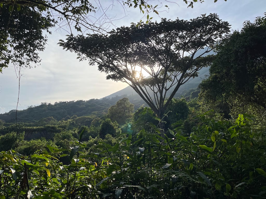 Mount Cameroon Trails
