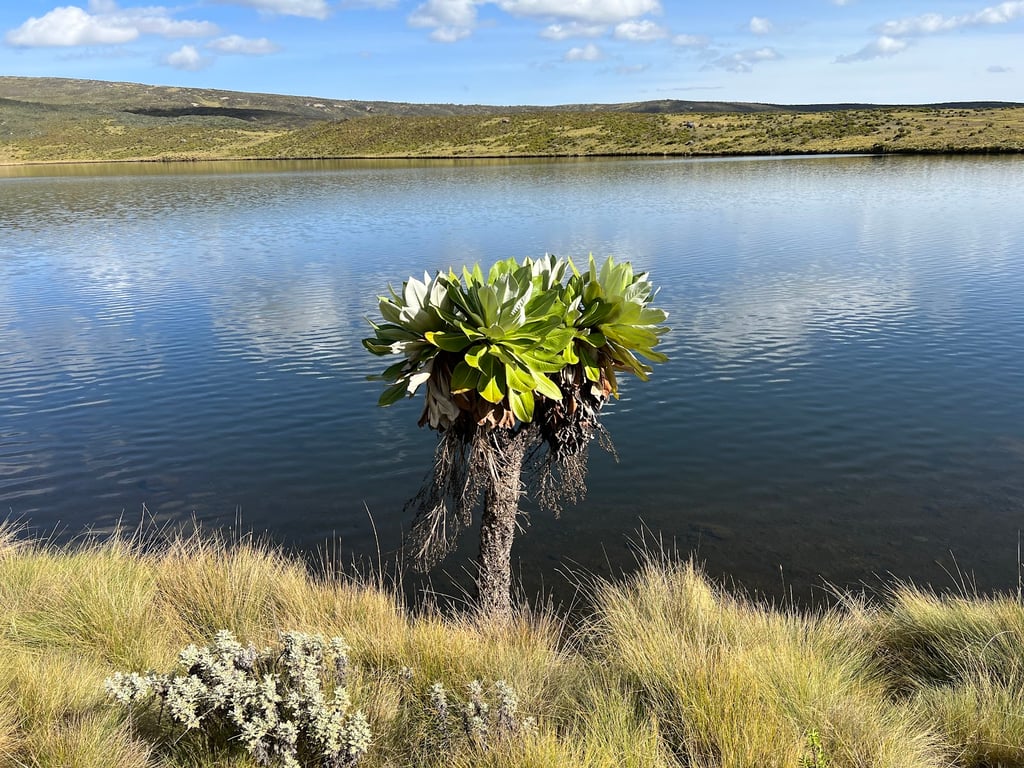 Mount Kenya