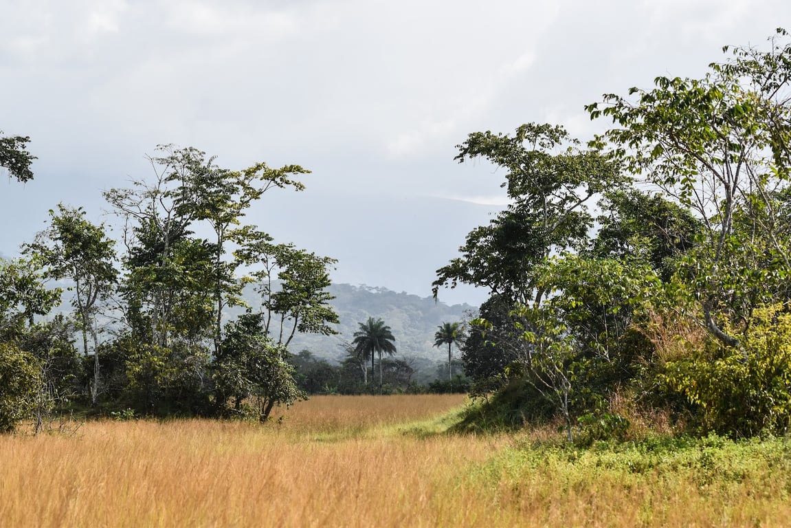 Mount Nimba Strict Nature Reserve