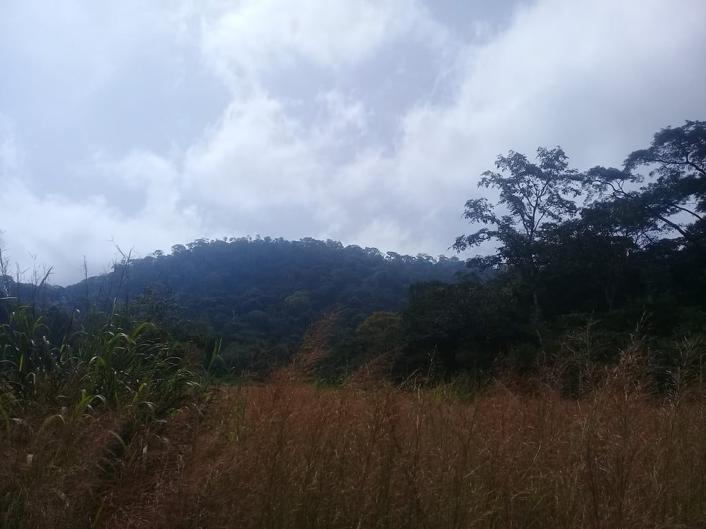 Mount Nimba Strict Nature Reserve