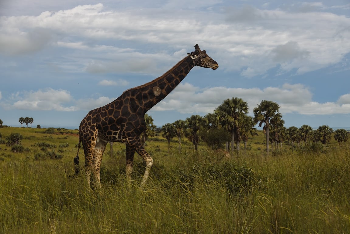 Murchison Falls